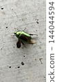 A bright green, metallic-looking scarab beetle perched on a concrete wall. Thin wings protrude from beneath its hard wings on its back. 144044594