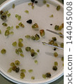 small olivine mineral collection 144045008